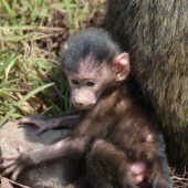  Arusha NP, TZ